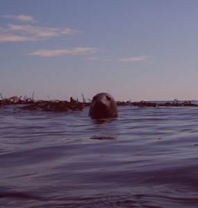 Seal checking us out