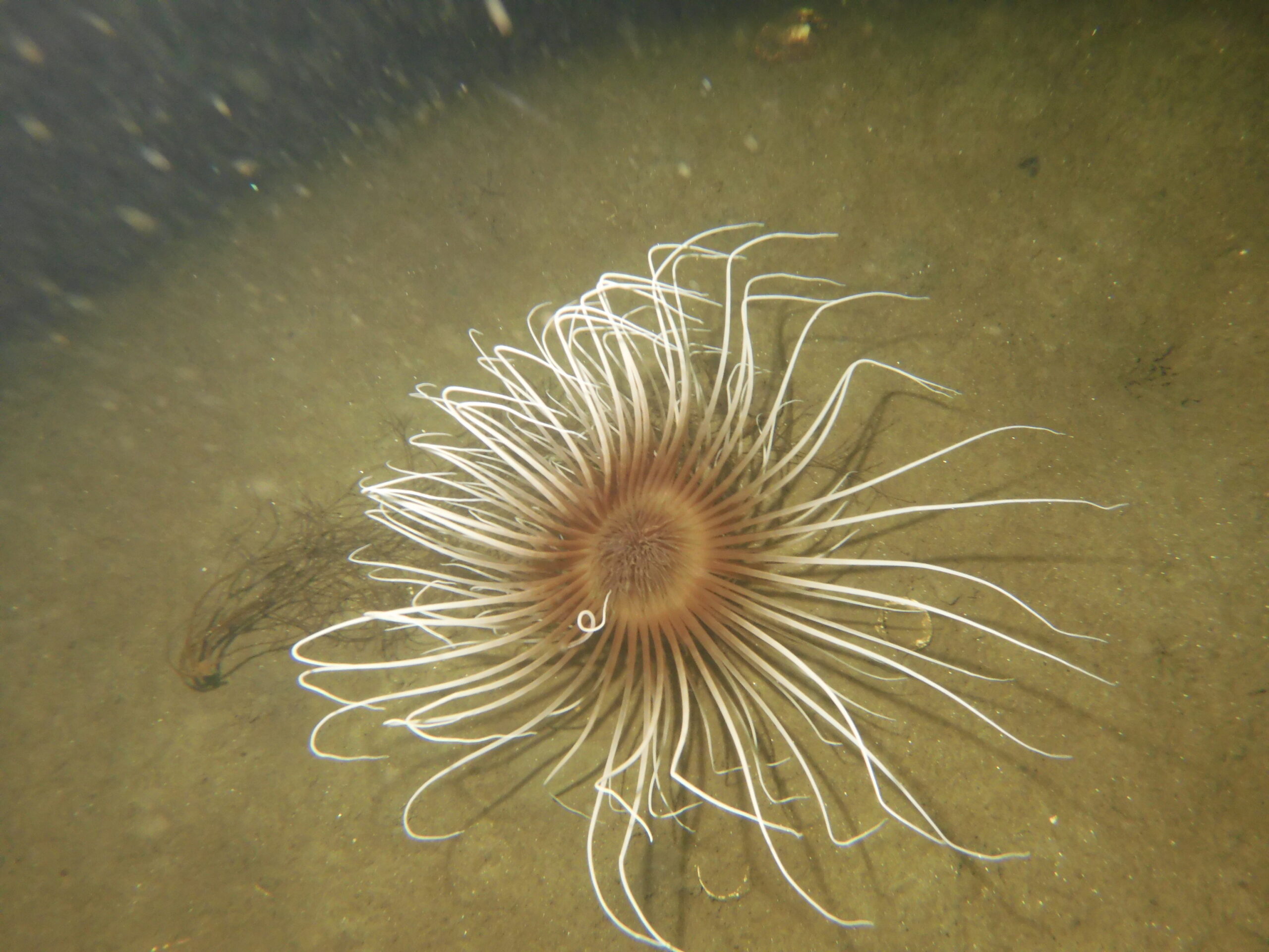 Dive weekend Loch Fyne - Fireworks anemone