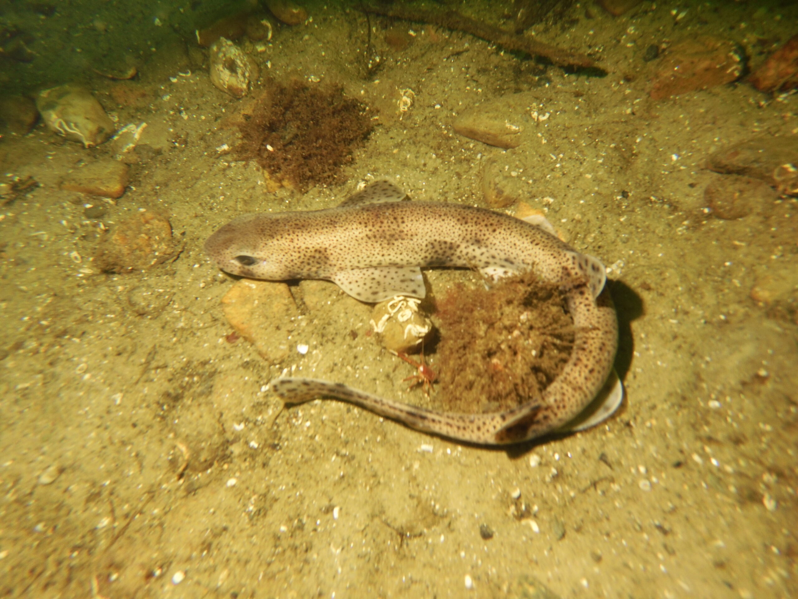 Dive weekend Loch Fyne - Cat shark