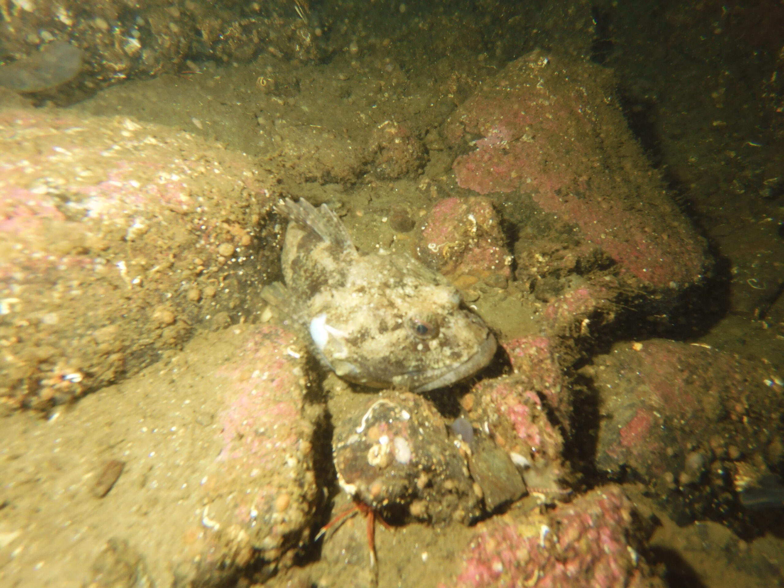 Dive weekend Loch Fyne - Scorpion fish