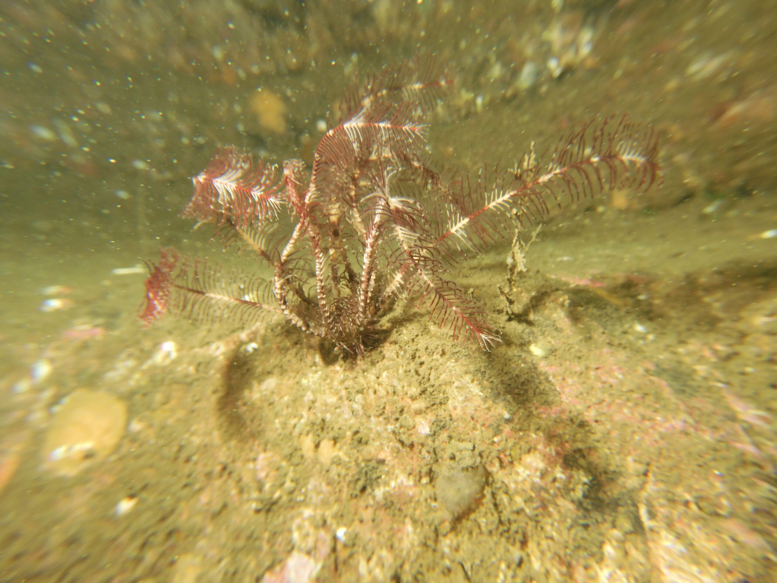 Northern Feather star