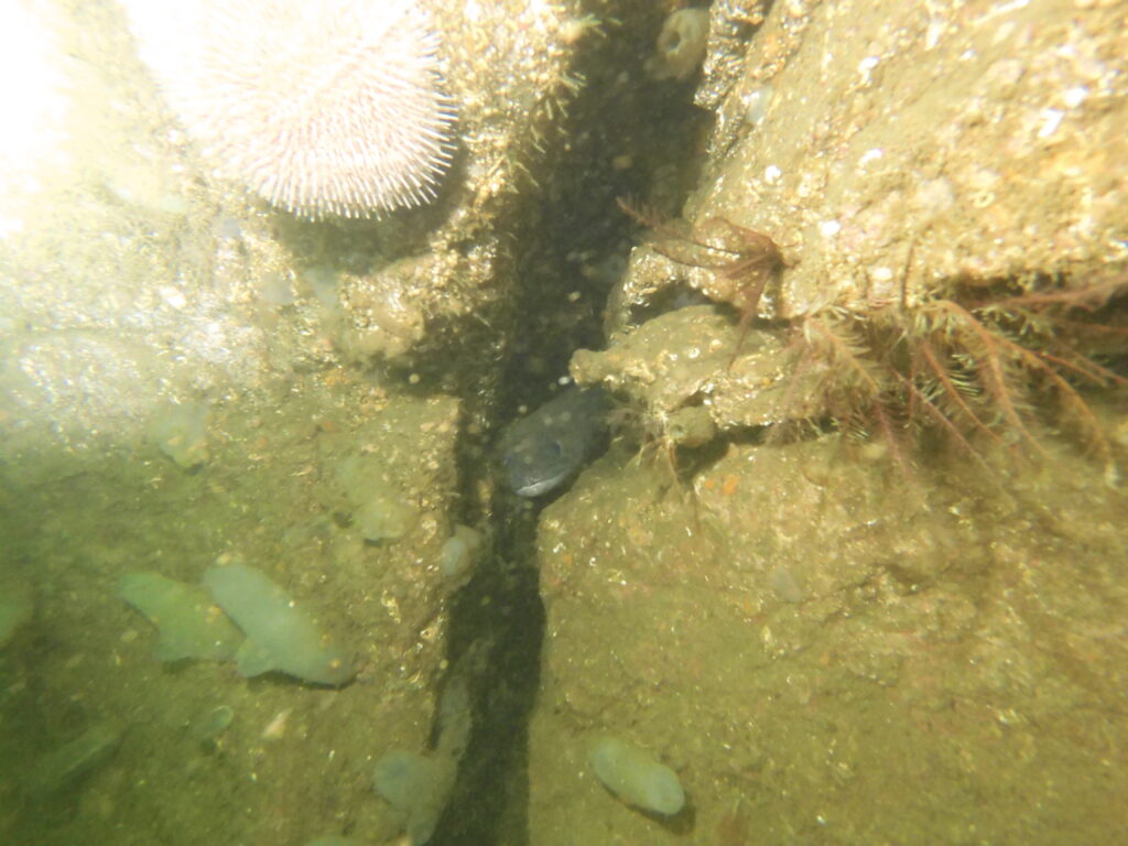 Loch Long - Conger eel