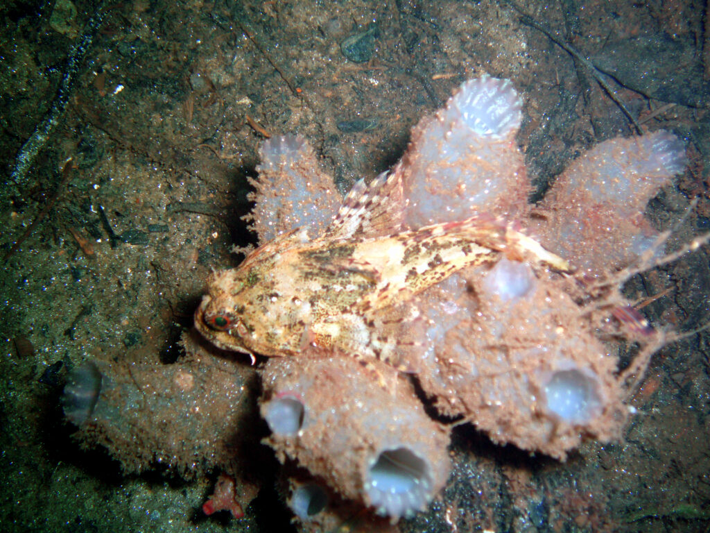 Dive weekend Loch Fyne - Scorpion fish